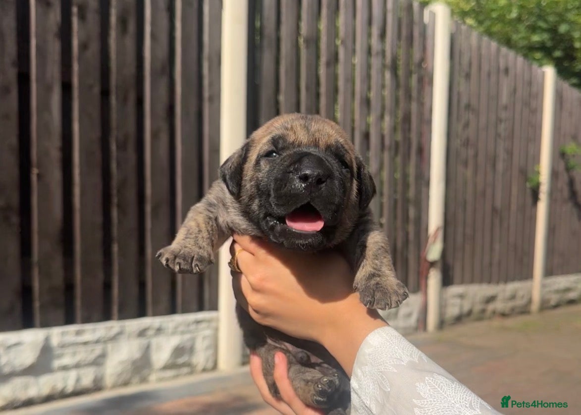 Presa Canario dogs Purebred chunky presa canario puppies  - Advert 2
