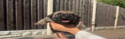 Presa Canario dogs for sale: Purebred chunky presa canario puppies  in Sheffield - Advert 2