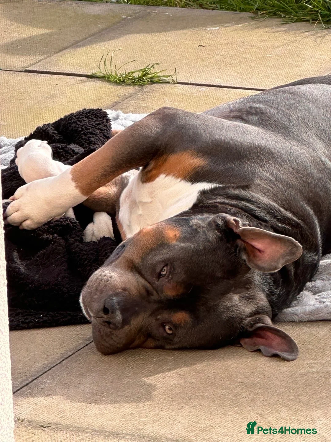 Mixed Breed dogs for sale: Magic  in Wednesbury - Advert 4