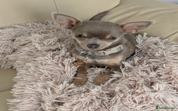 Chihuahua dogs for sale: Lilac chihuahua puppy kc - Image 7