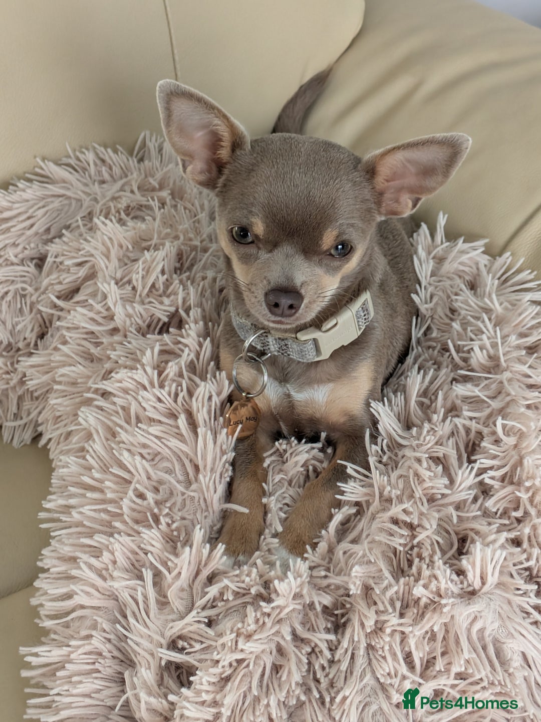 Chihuahua dogs for sale: Lilac chihuahua puppy kc - Image 7