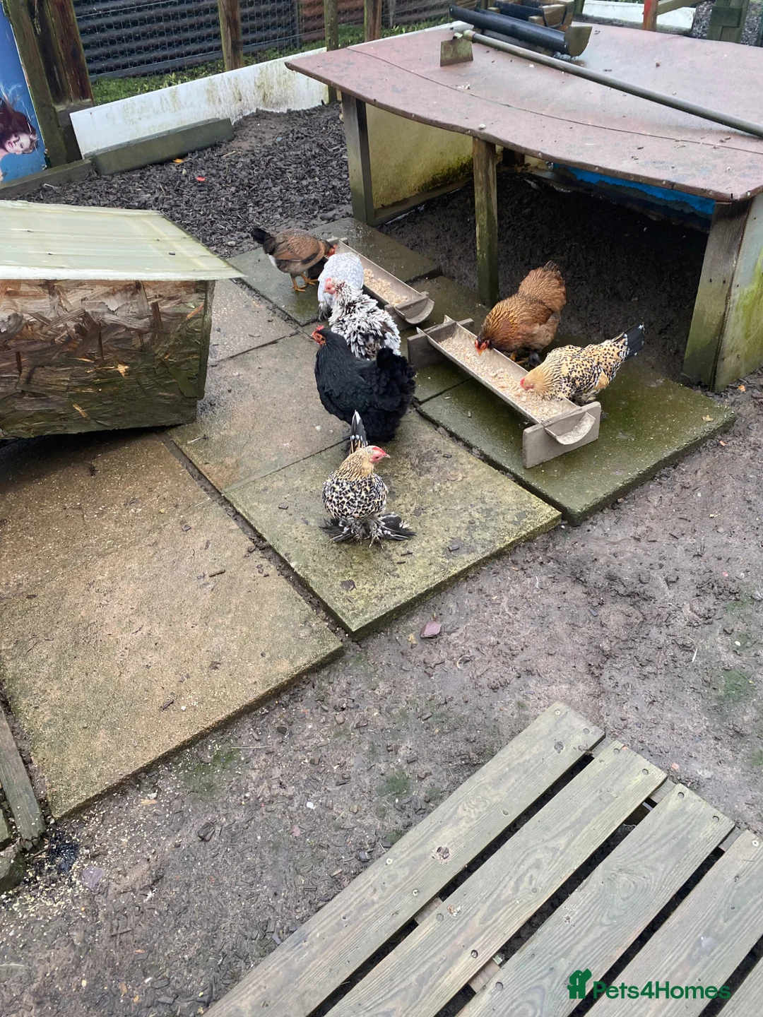 Chickens poultry for sale: Peking Bantam hens in Chesterfield - Advert 6