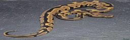 Python Snake reptiles for sale: UPDATED Various Ball Python Hatchlings - Advert 6