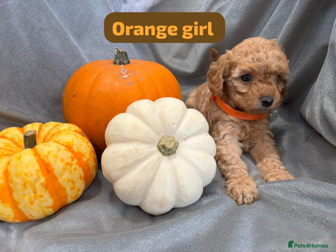 Cavapoochon dogs for sale: 🐾CAVAPOOCHON PUPPIES 🐾 - Image 5