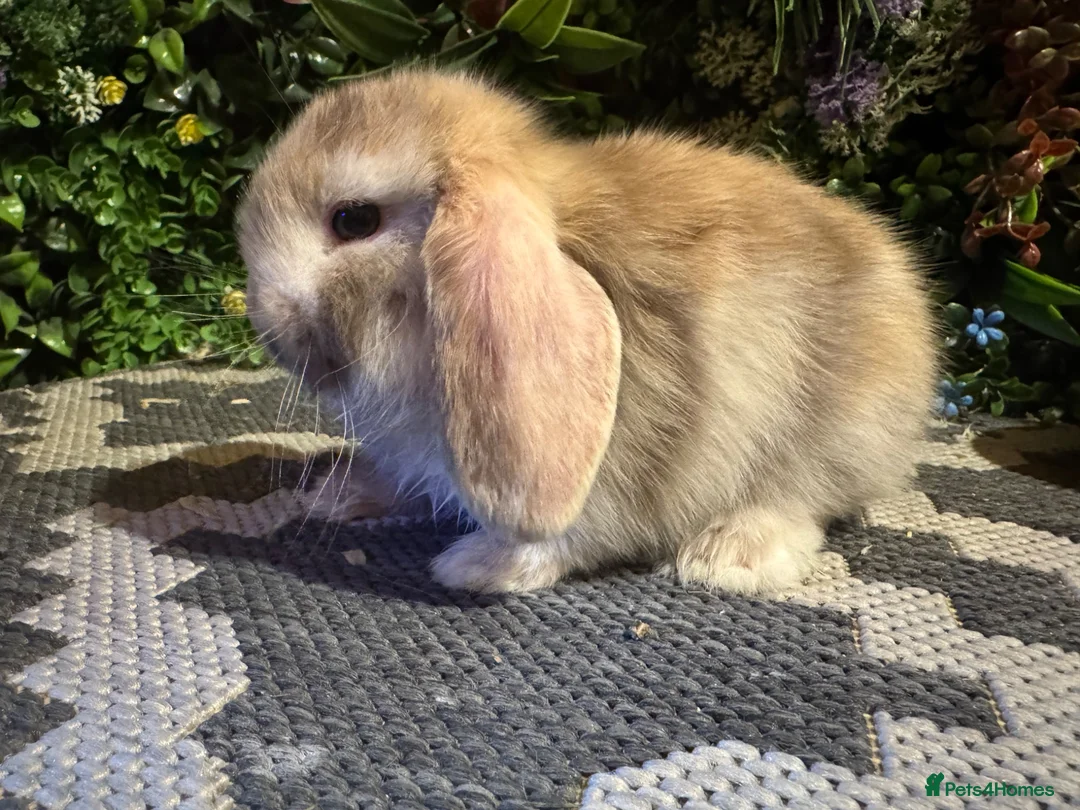 Mini Lop rabbits for sale: ⭐️HARLEQUIN MINI LOPS ⭐️  - Advert 2
