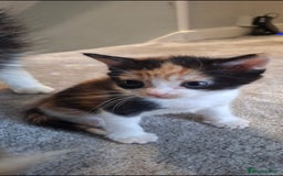 Maine Coon cats for sale: Maine coon cross  - Image 1