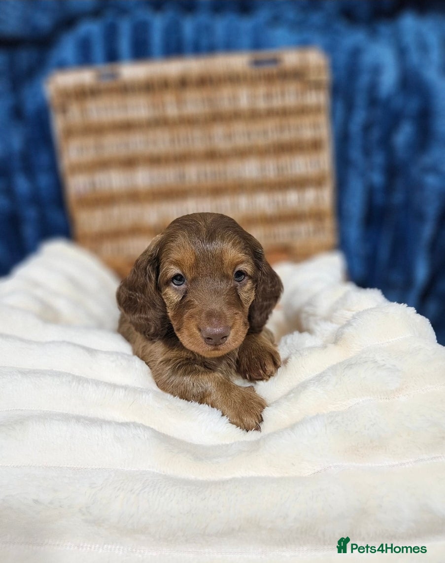 Miniature Dachshund dogs Miniature Dachshund puppies - Advert 2