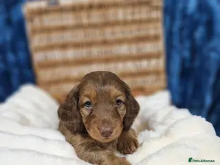Miniature Dachshund dogs Miniature Dachshund puppies - Advert 2