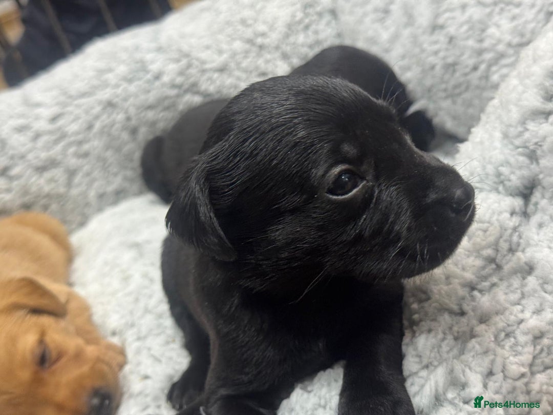 Labrador Retriever dogs for sale: Labrador Puppies  - Advert 19