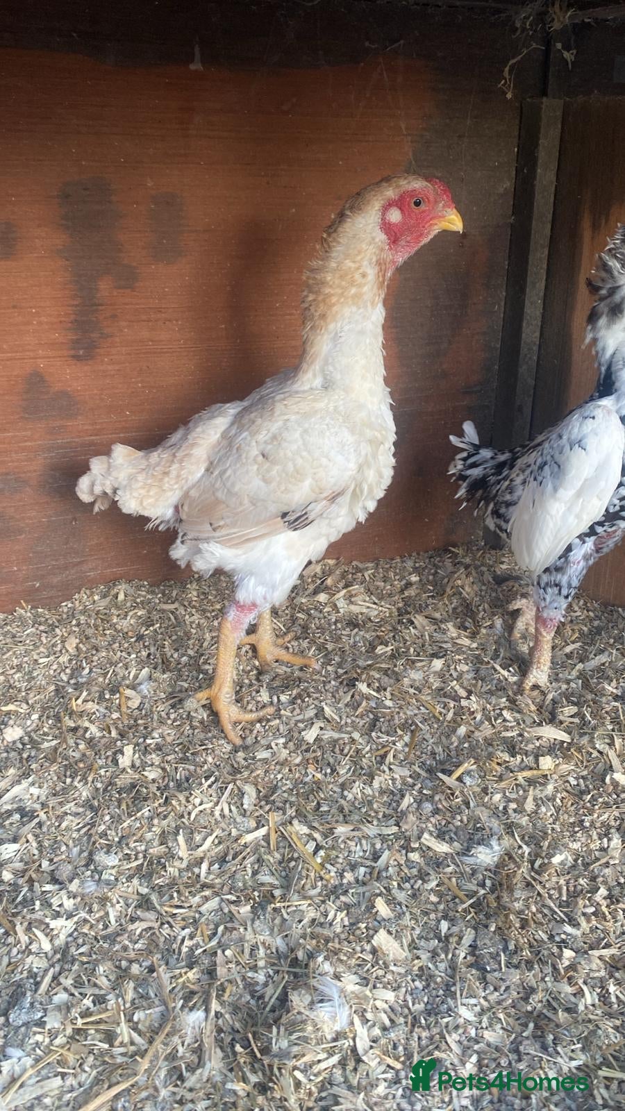 Chickens poultry Ko shamo hatching eggs available  - Advert 2