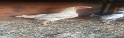 Chickens poultry for sale: Ko shamo hatching eggs available  - Advert 2