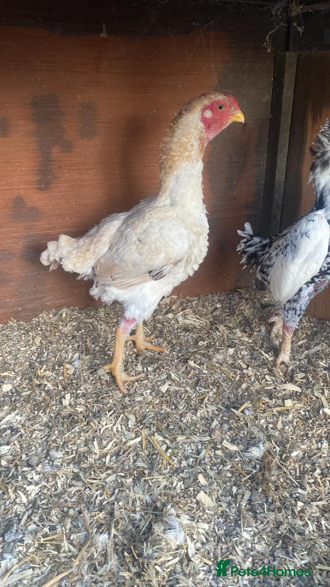 Chickens poultry for sale: Ko shamo hatching eggs available  - Advert 2