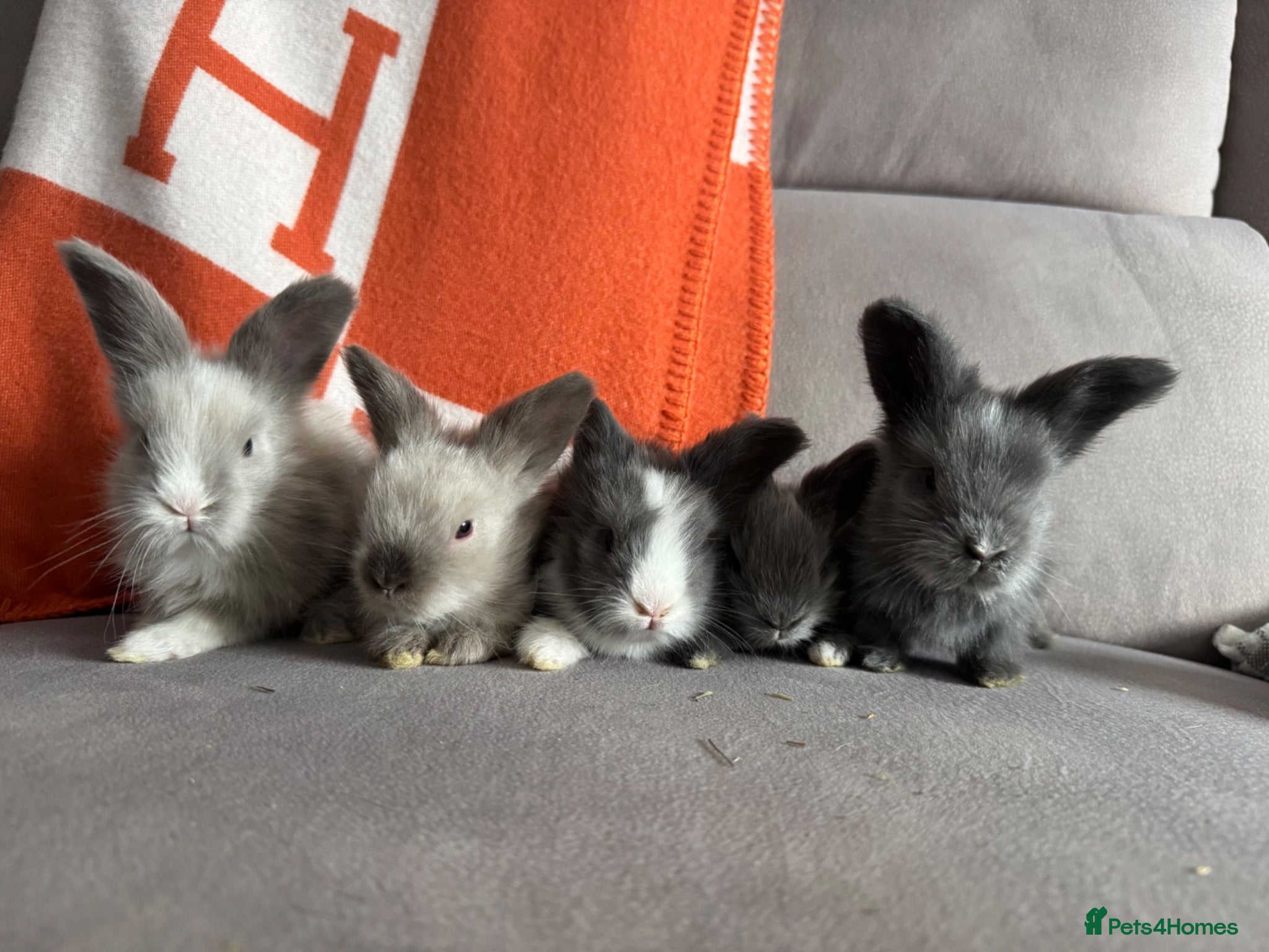 Angora rabbits Full face Angora babies - Advert 9