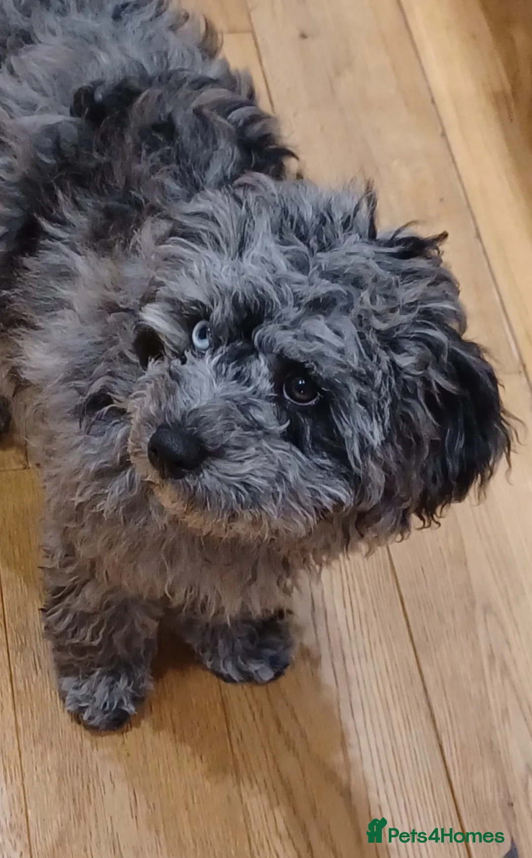 Cavapoo dogs for sale: Beautiful Blue Merle Cavapoo F1B - 7 months old - Advert 10