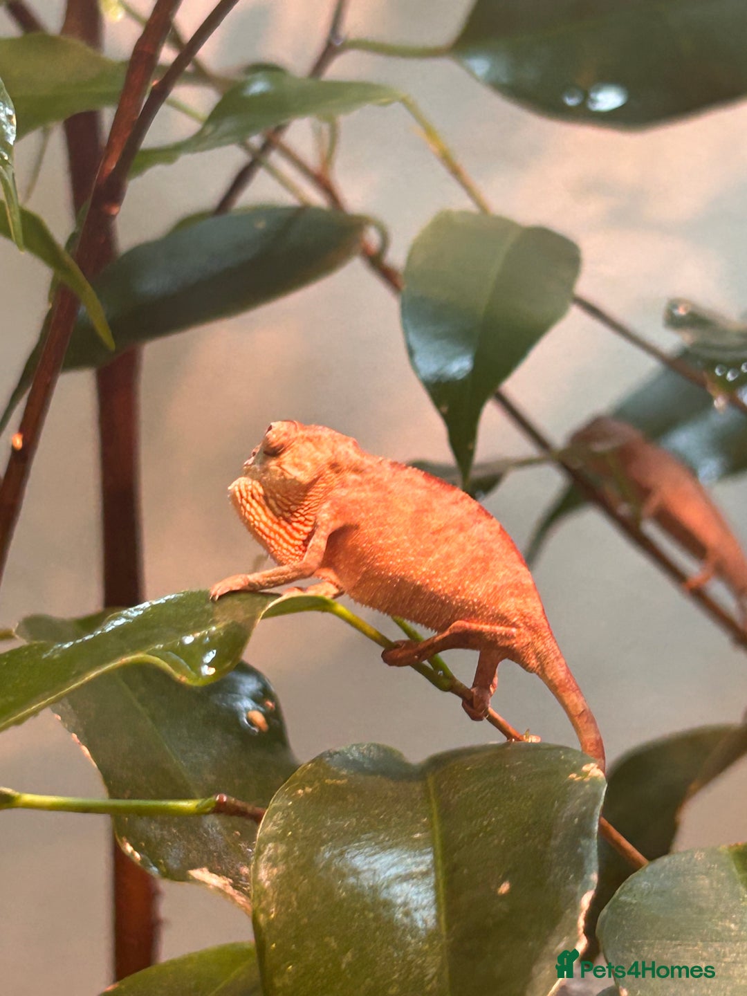 Chameleon reptiles for sale: Red belly red bar Panther chameleons  - Advert 4