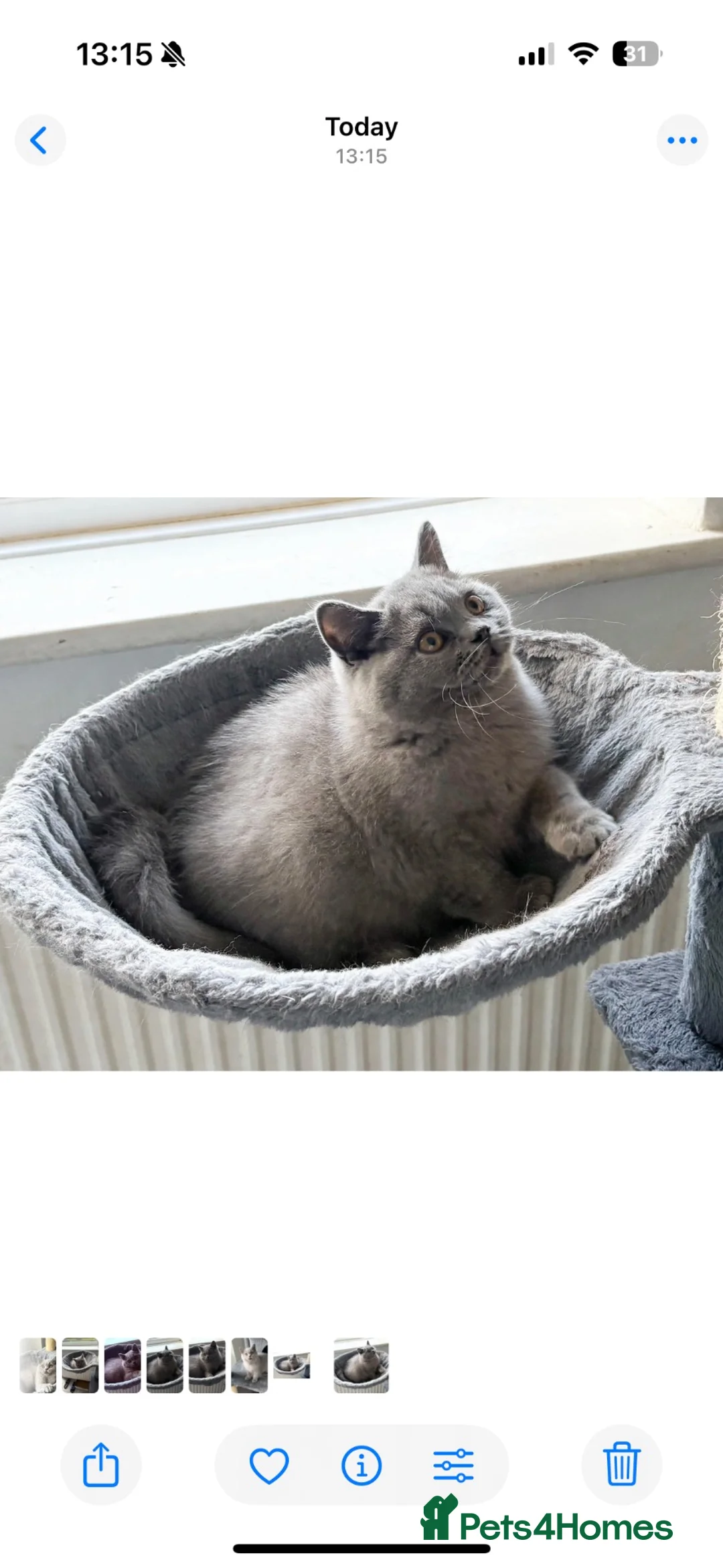 British Shorthair cats for sale: LAST BOY- Stunning British Shorthair Kitten  - Advert 12