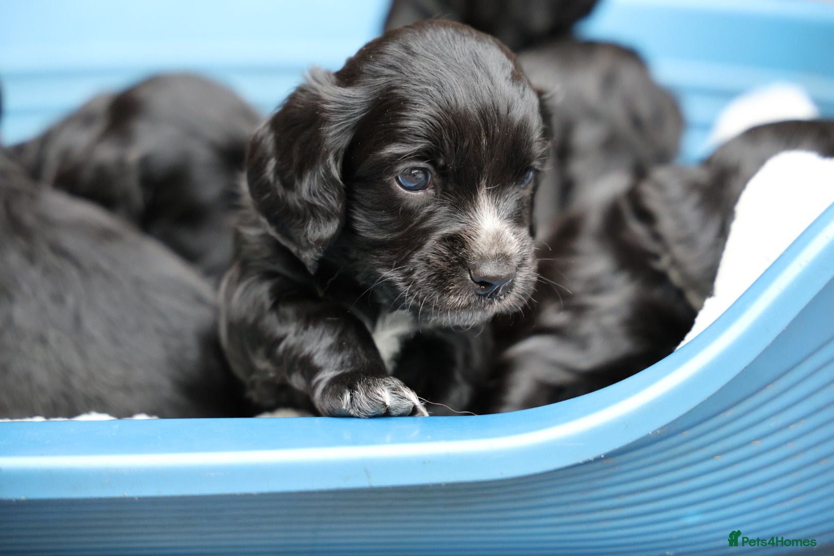Cocker Spaniel dogs KC Registered Working Cocker Spaniel Puppies  - Advert 8