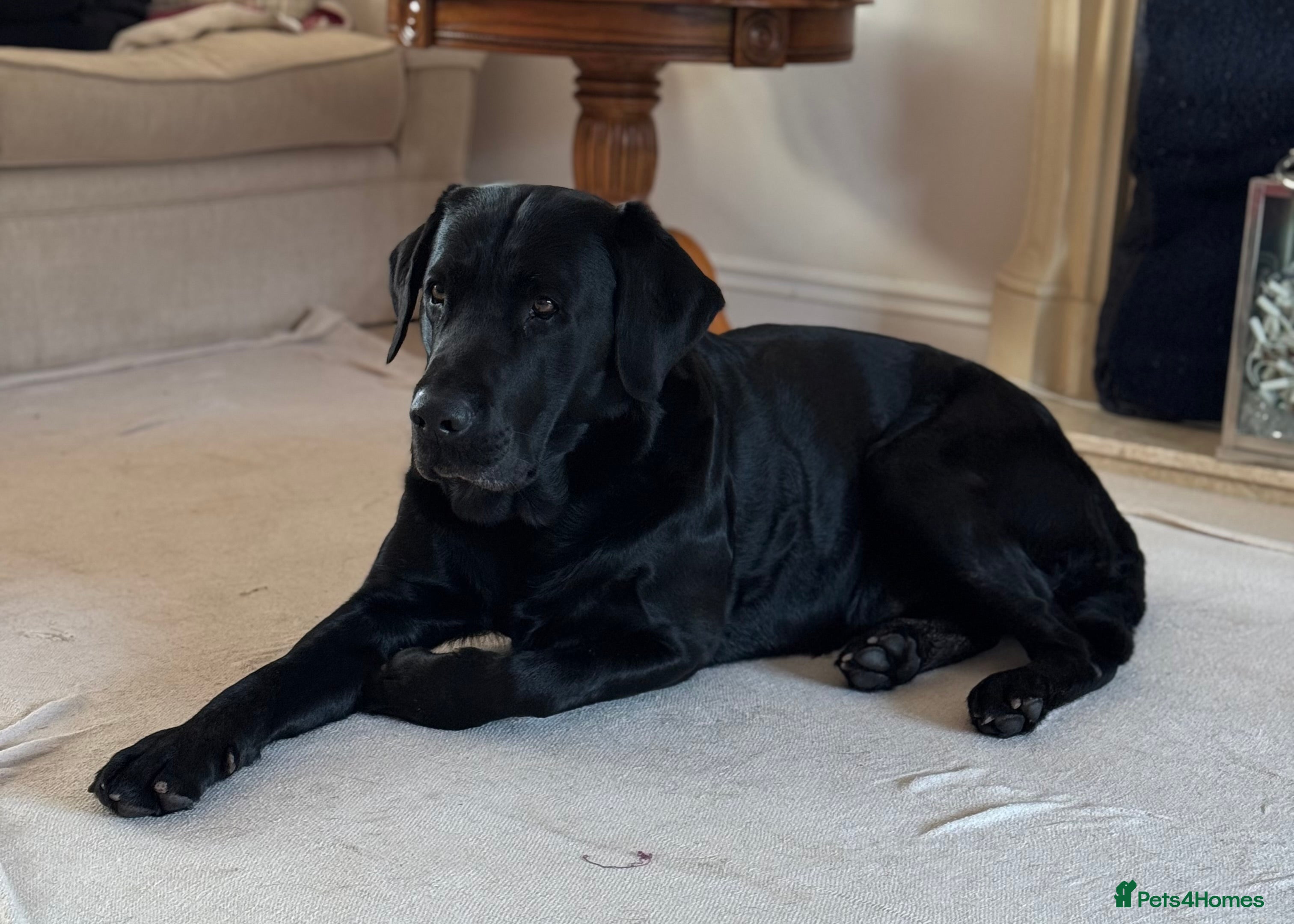 Monty (Fenwynhart Midnight Chase)