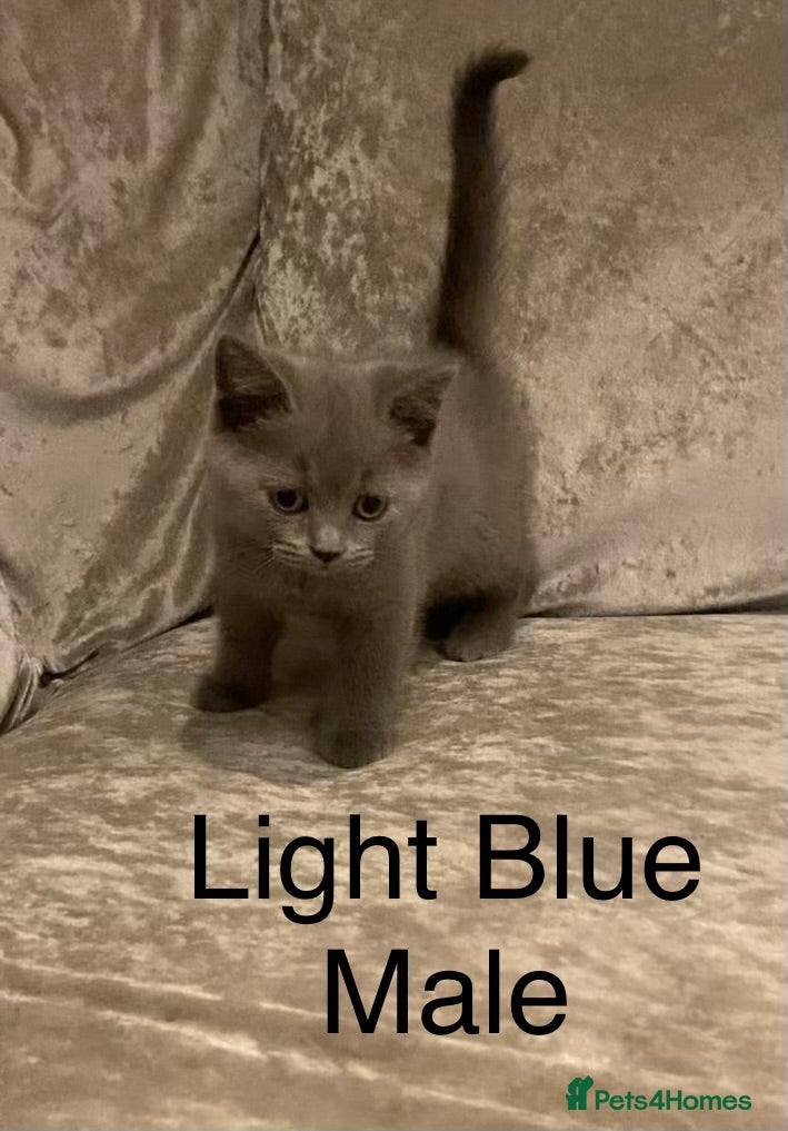 British Shorthair cats *REDUCED* Stunning BSH litter **UNREGISTERED* - Advert 2