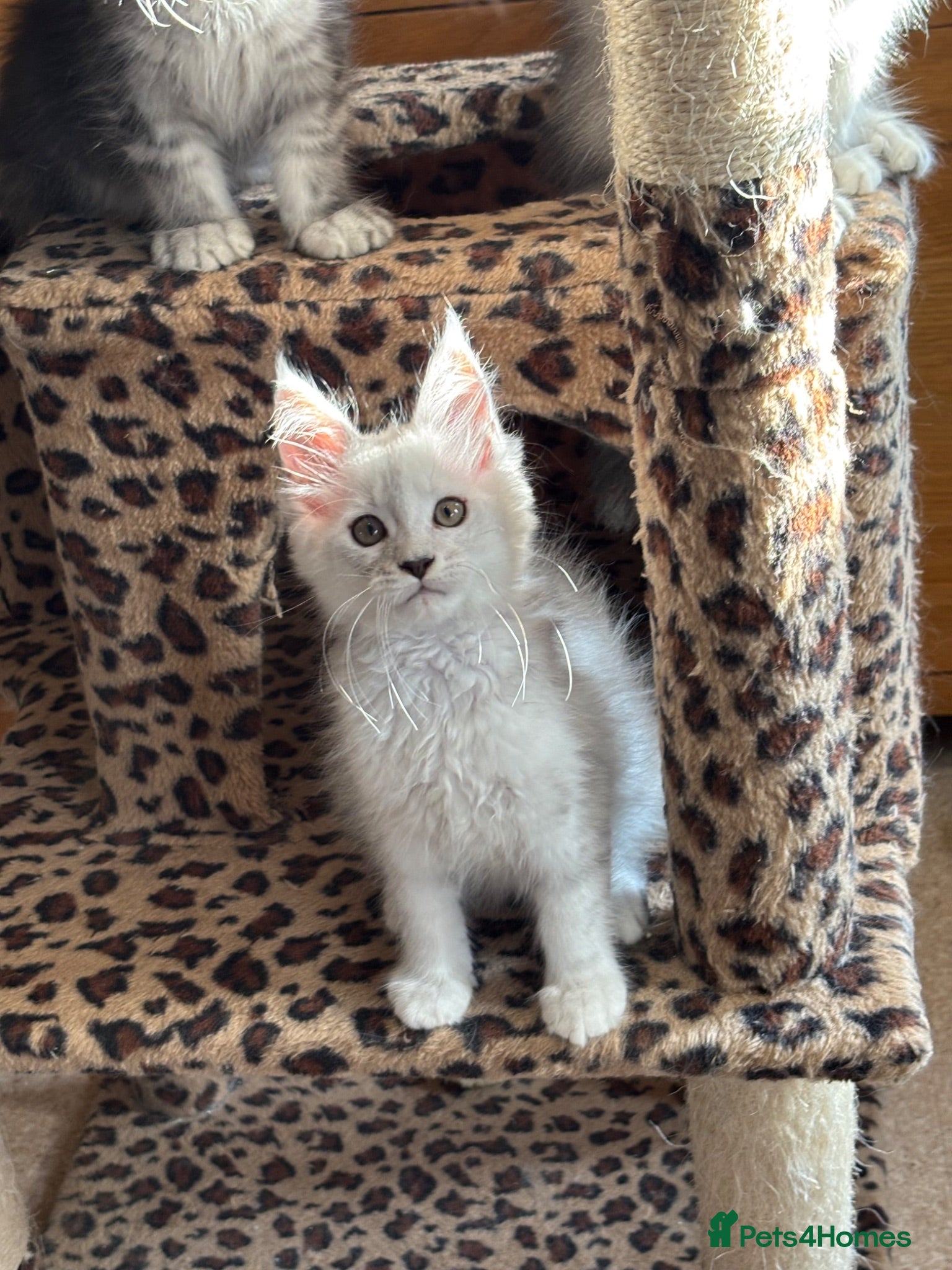 Maine Coon cats Tica registered Maine coons  - Advert 10