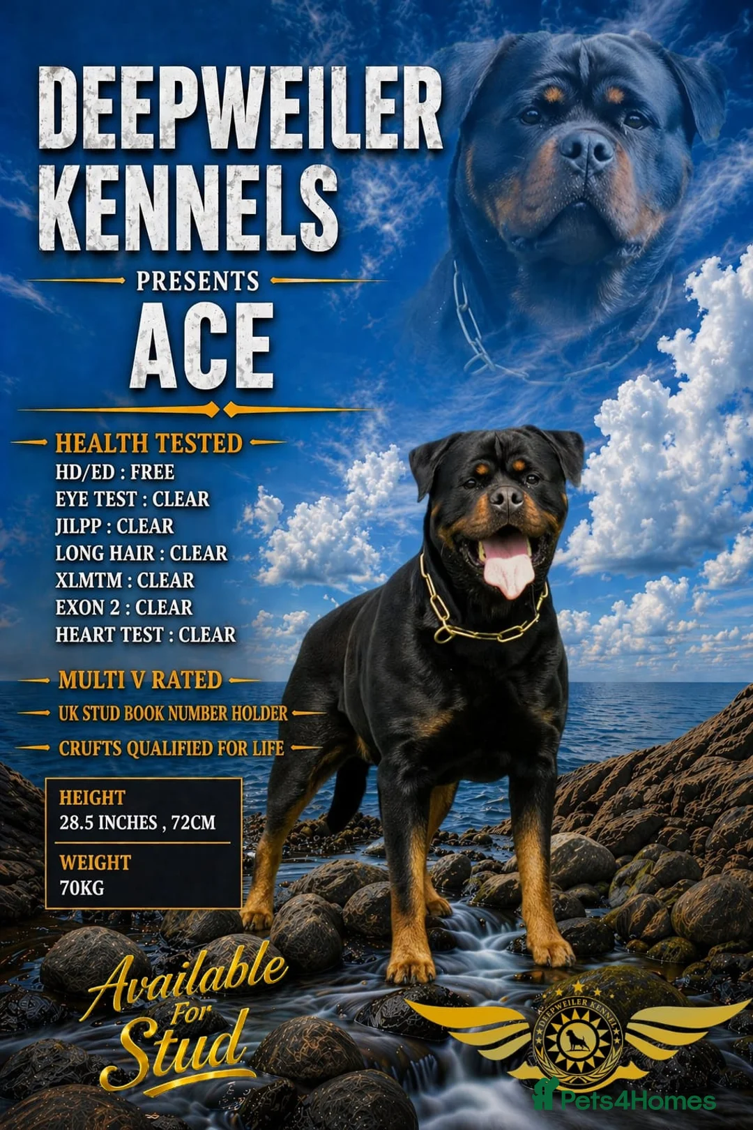 Rottweiler dogs for stud: SUPERB TOP QUALITY KCROTTWEILER FOR STUD **(ACE)** - Advert 1