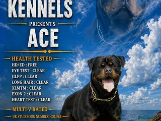 Rottweiler dogs SUPERB TOP QUALITY KCROTTWEILER FOR STUD **(ACE)** - Advert 5