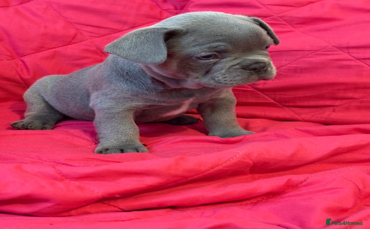 French Bulldog dogs - Advert 6