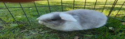 Mini Lop rabbits for sale: Gorgeous mini lops in Shildon - Advert 10