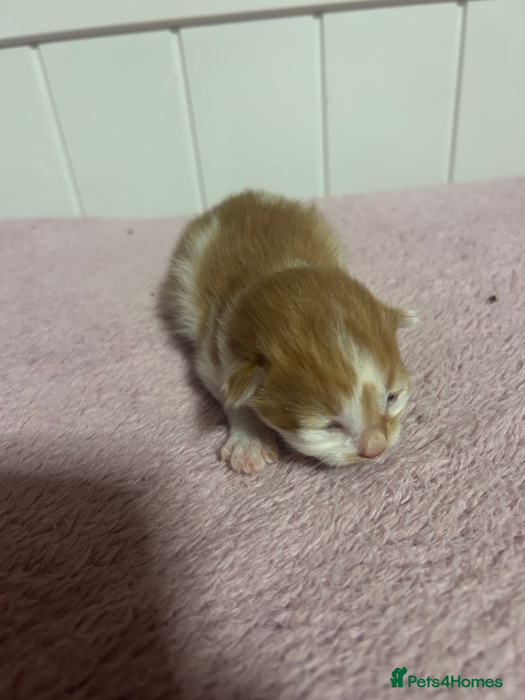 British Shorthair cats for sale: Kittens  - Image 7