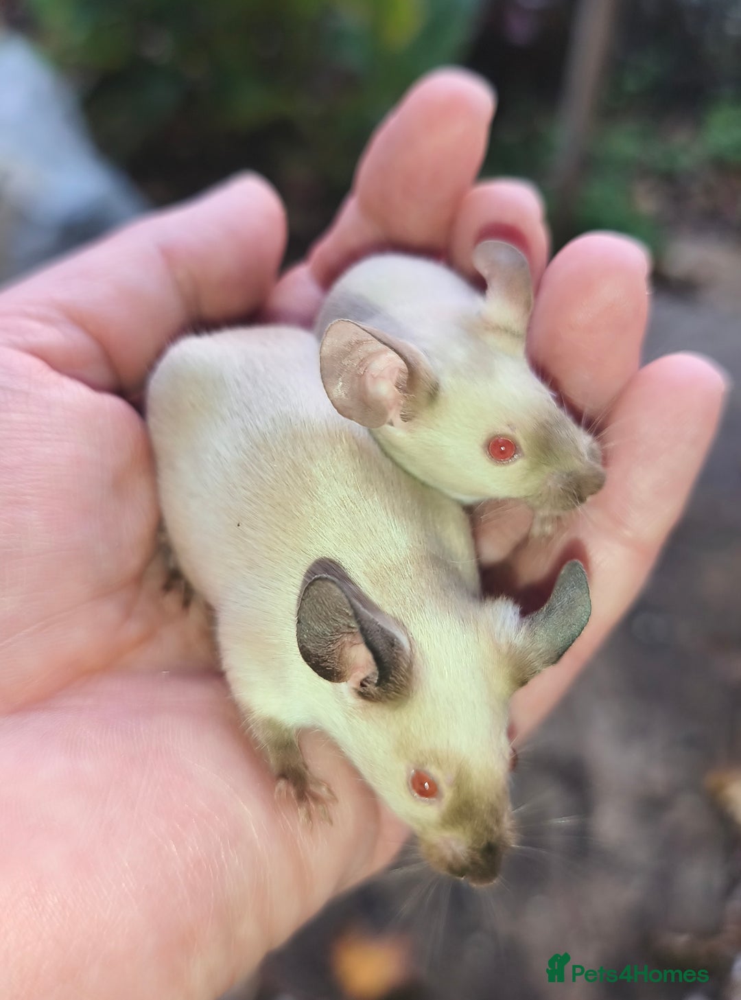 Mouse rodents for sale: Siamese, satin and black female mice  - Image 8