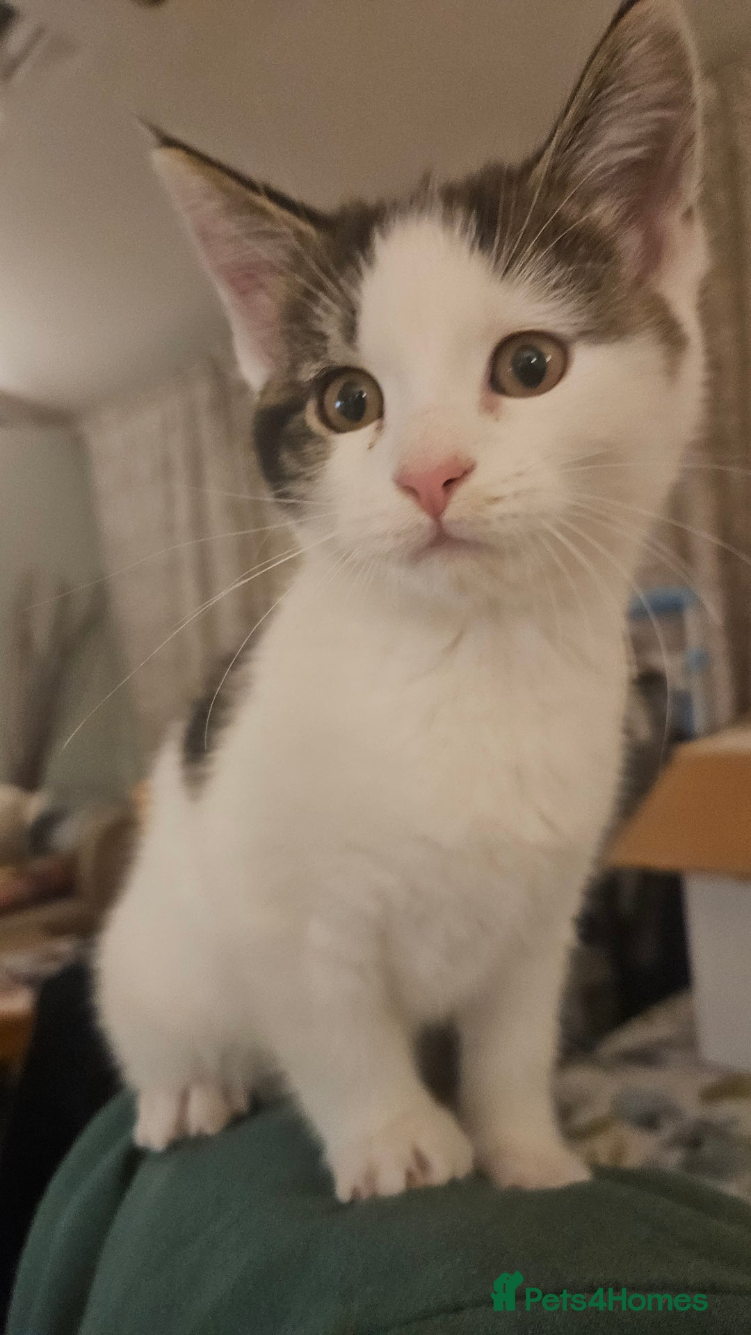 Maine Coon cats for sale: Beautiful Female Mixed Maine Coon kittens - Advert 36