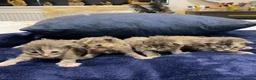 Maine Coon cats for sale: Main coon kittens - Advert 6