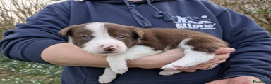 Border collie puppy 1