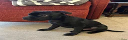 Staffordshire Bull Terrier dogs for sale: KC Registered Staffordshire Bull Terrier Pup - Advert 17