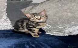 American Shorthair cats for sale: Tabby Kitten  - Image 2
