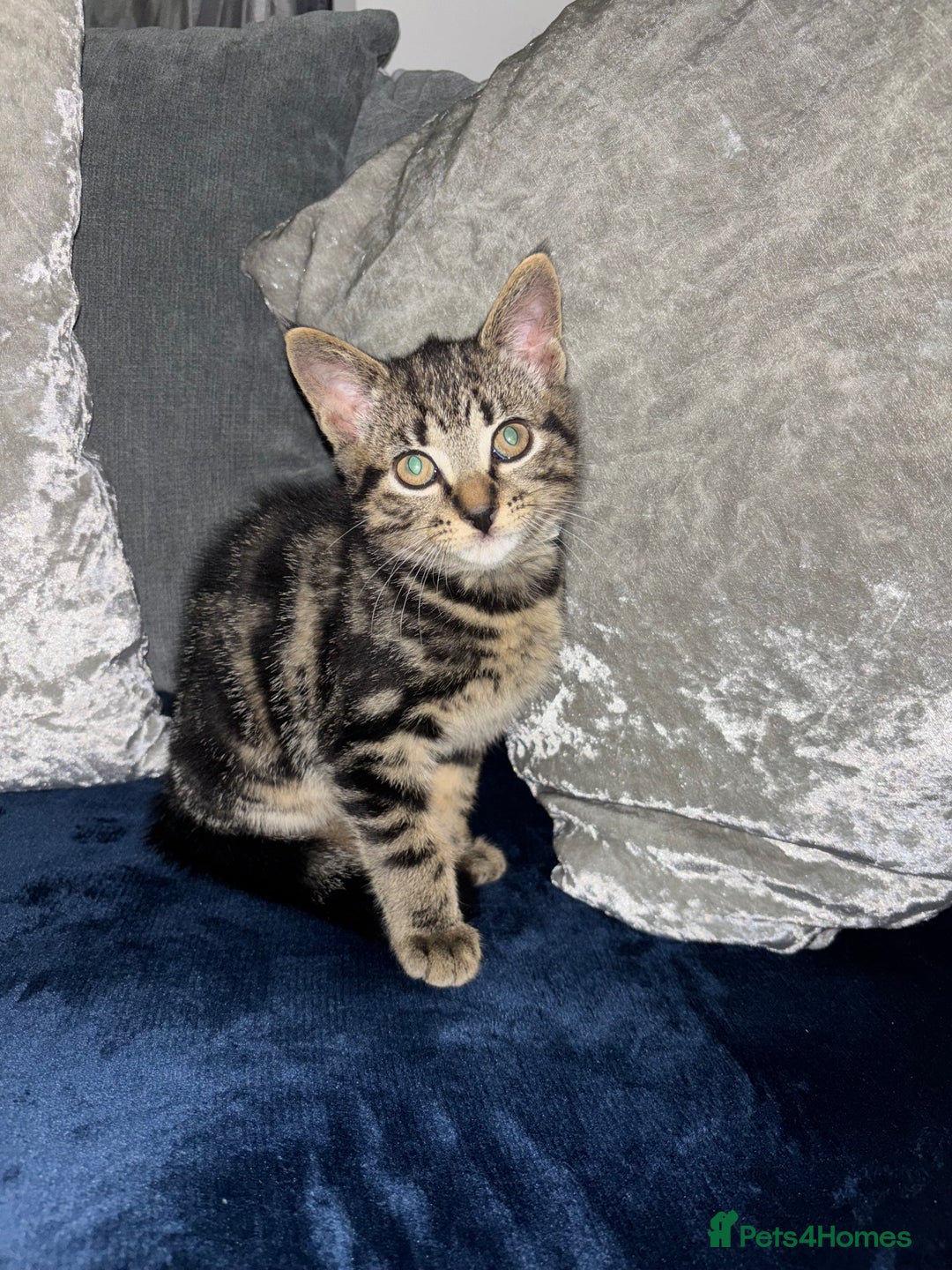 American Shorthair cats for sale: Tabby Kitten  - Image 2