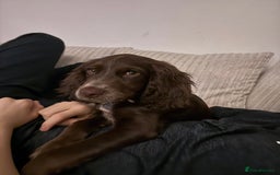 Cocker Spaniel dogs for sale: Lola  - Image 7