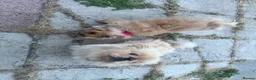 Pekingese dogs for sale: Rare pekingnese 2 boys 1 year old apricot & white  - Advert 12