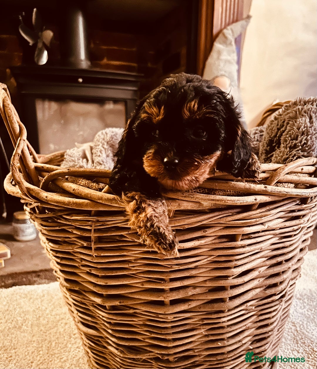 Cavapoo dogs for sale: Gorgeous Cavapoo Darlings  - Advert 6