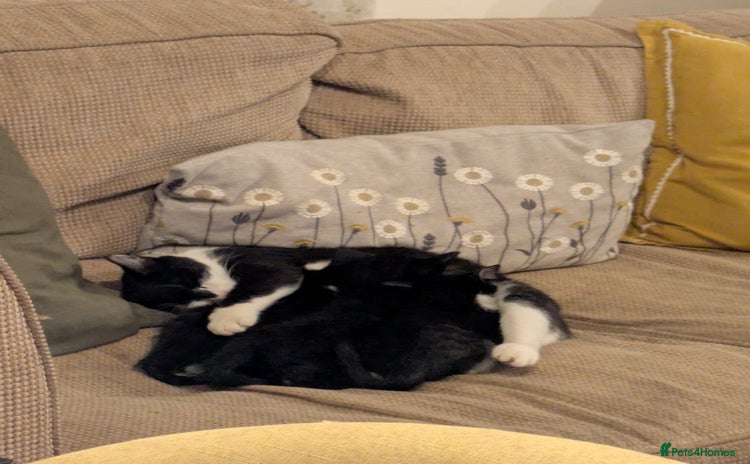 Mixed Breed cats - Advert 1