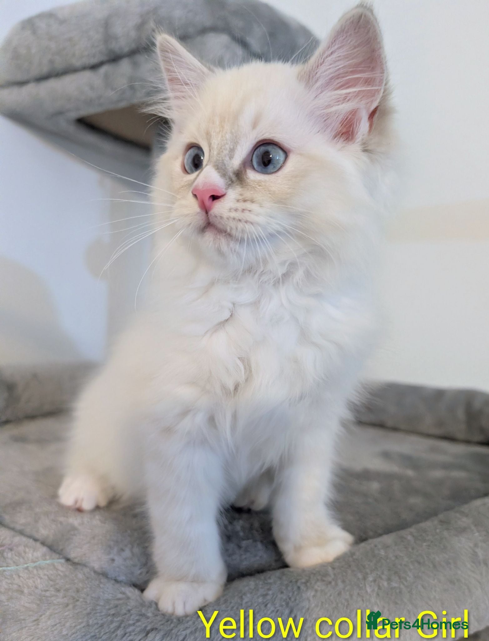Ragdoll cats Grand champion lines TICA Ragdoll kittens  - Advert 13
