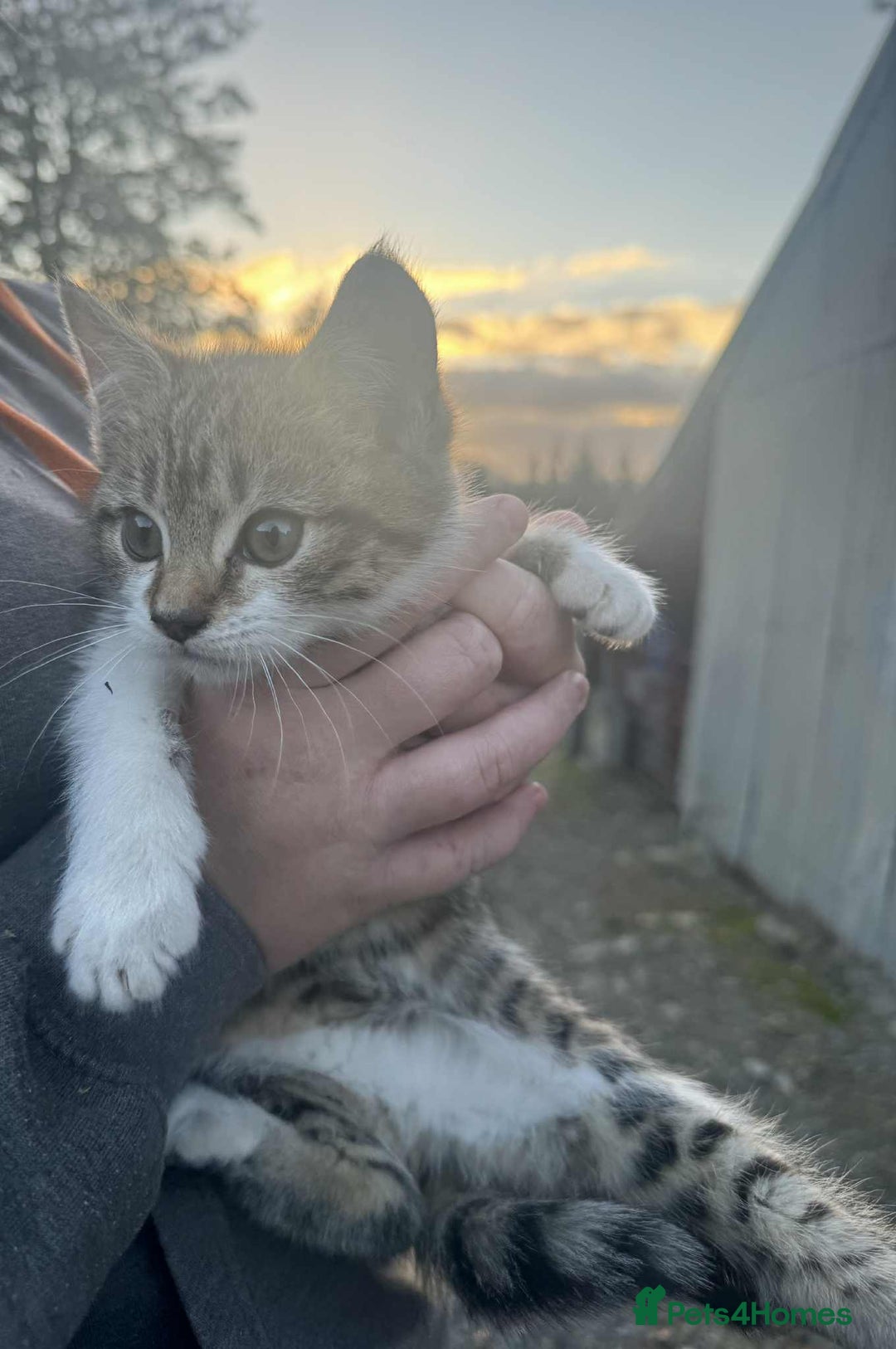 Mixed Breed cats for sale: Kittens for Free - Advert 3