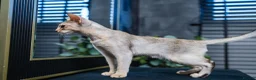 Abyssinian cats for sale: Silver Abyssinian Boy-READY NOW-Champion Line - Advert 14