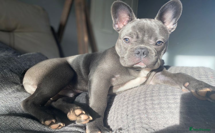 French Bulldog dogs - Advert 1
