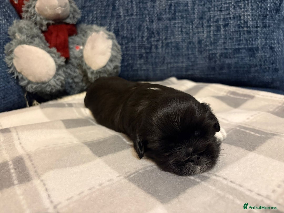 Lhasa Apso dogs for sale: Lhasa Apso Male Puppies for Sale  - Advert 14