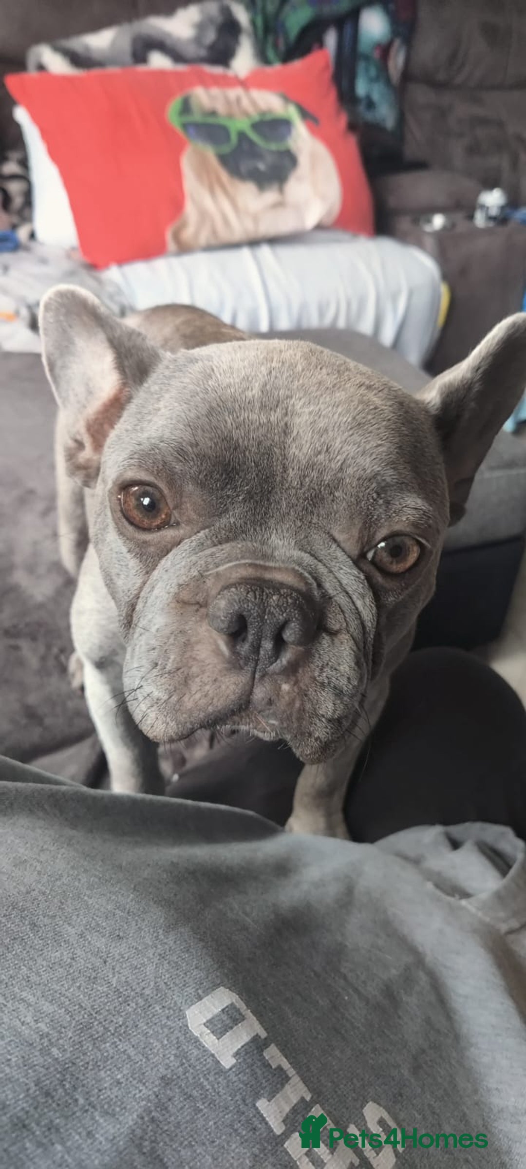 Mixed Breed dogs for sale: Frenchie x Lab Puppies - Image 8