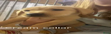Labrador Retriever 6