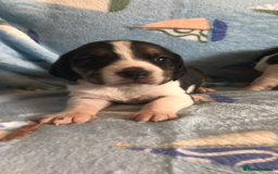 Beagle dogs for sale: 💕Health tested beagle puppies 💕 - Advert 10