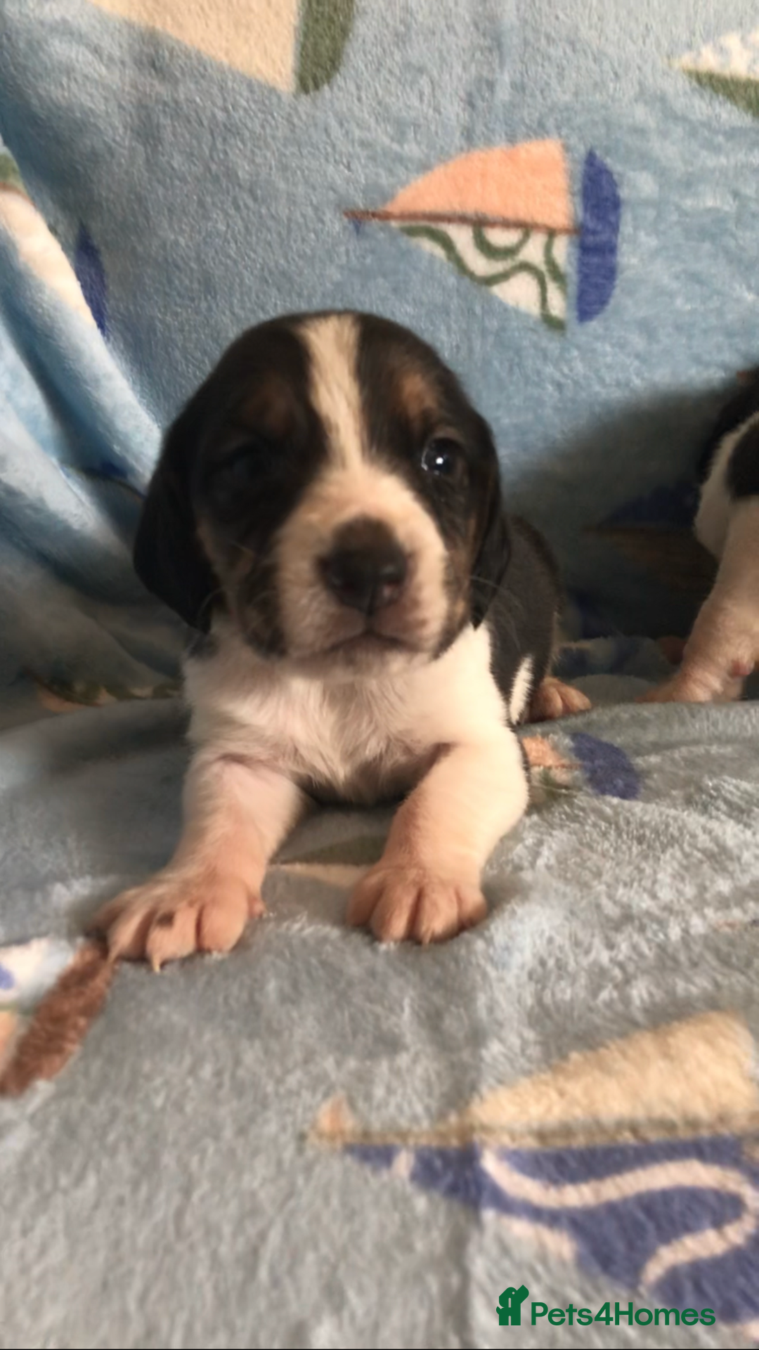 Beagle dogs for sale: 💕Health tested beagle puppies 💕 - Advert 10
