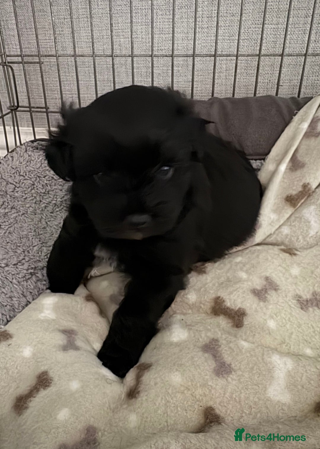Mixed Breed dogs for sale: Stunning Rare Shihpoo Poms  - Image 5